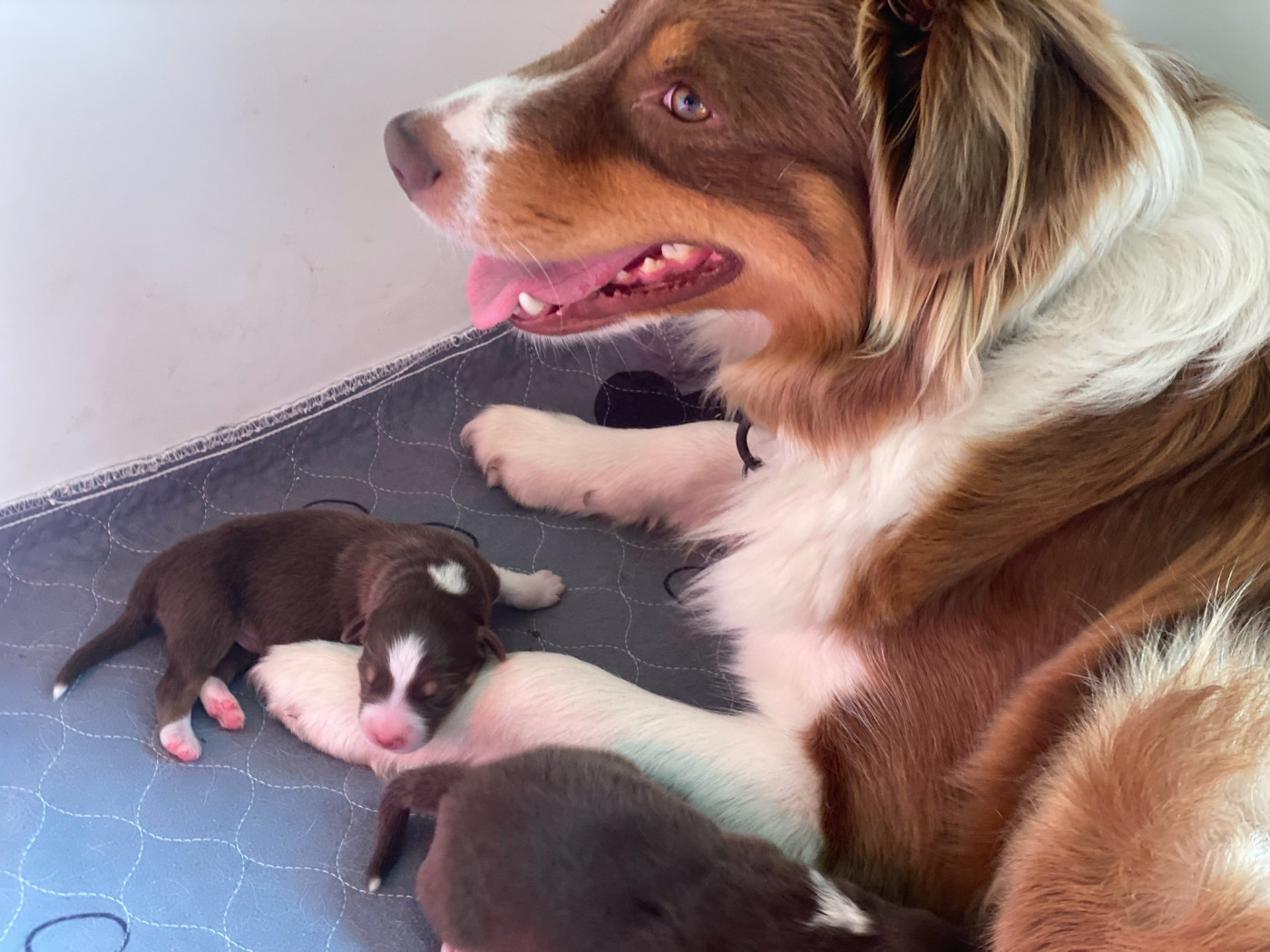 Chiot Berger Australien Kevin Francis