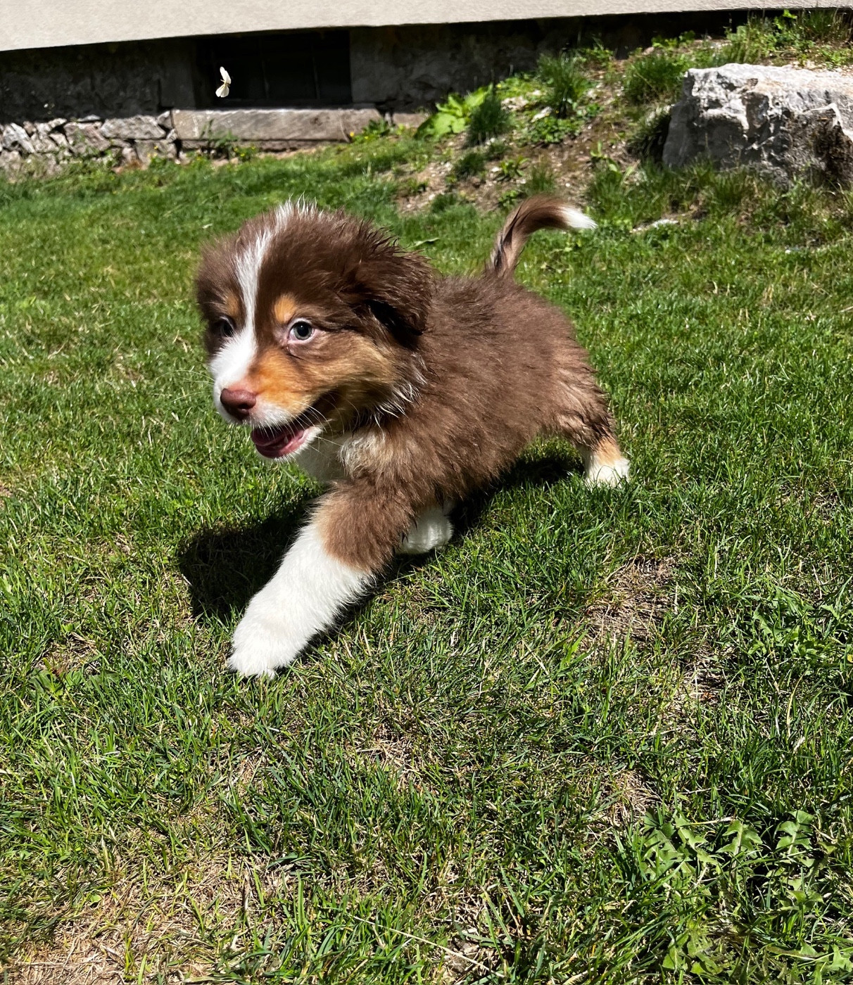Kevin Francis - Chiots disponibles - Berger Australien