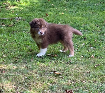 Bella