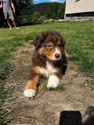 Balou